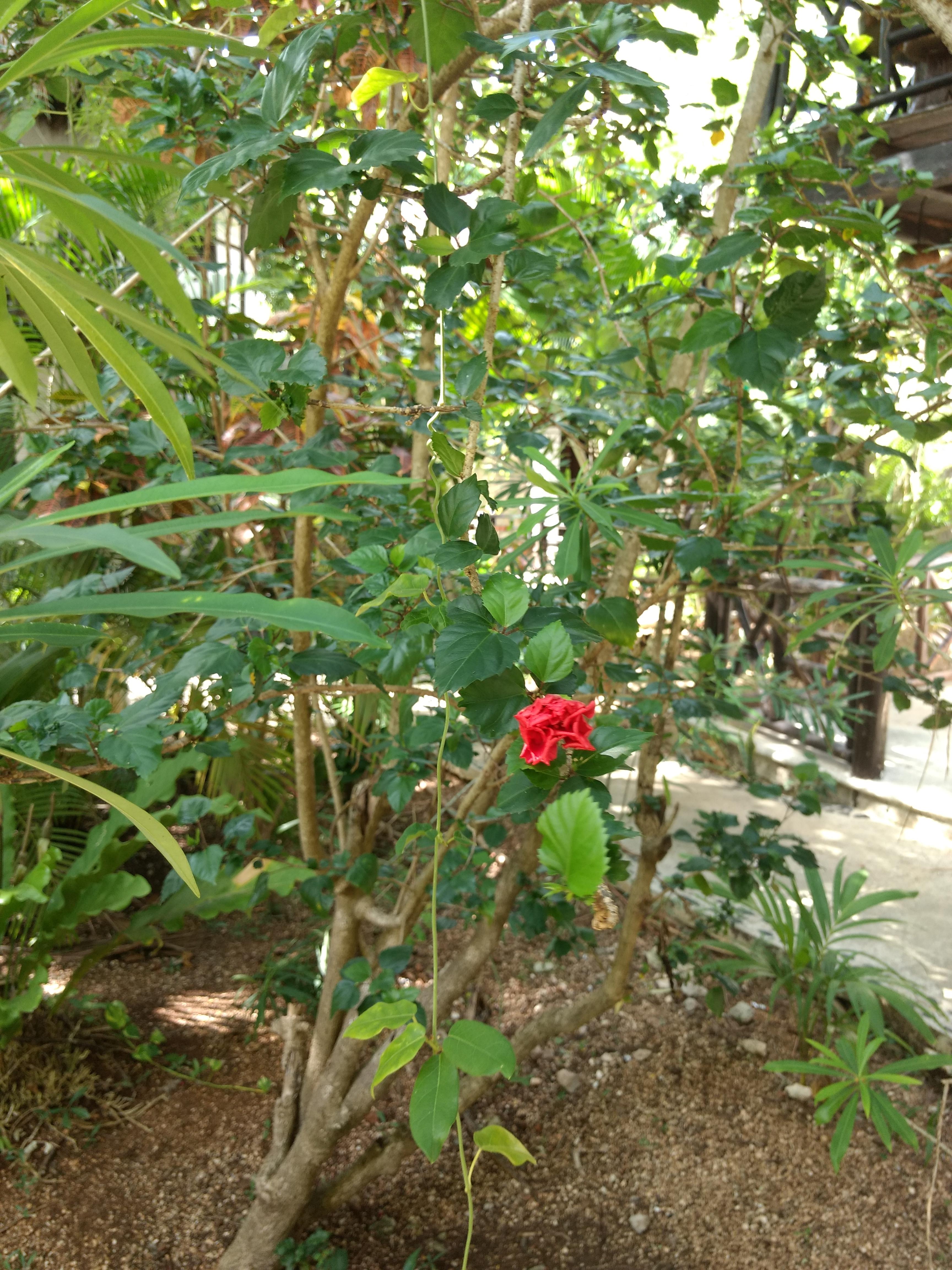 Green Tulum Cabanas & Gardens 外观 照片
